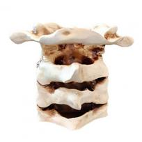 Resin Pen Holder Spine Pen Holder Resin Vertebral Column Pen Holder Unique Desktop Organizer for Home Office Spine Shaped Pencil balta