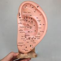Mėlynas drugelis 22cm Žmogaus ausies akupunktūros taškų modelis