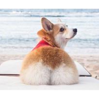 5D „pasidaryk pats“ deimantinis dažymas kryželiu „Corgi“ deimantų siuvinėjimas 20X30CM