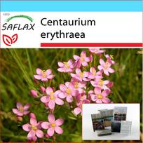 SAFLAX - Gift Set - Common Centaury - 250 seeds - With gift box, card, label and potting substrate - Centaurium erythraea