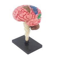 4D smegenų struktūros modelis Geros detalės lygios proporcijos mažinimas Žmogaus kūno smegenų anatomijos mokymo modelis Mokymo klasėje Ekrano modelio tyrimas set