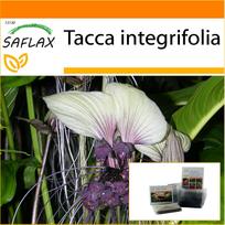 SAFLAX Sodas maiše - Baltas šikšnosparnio žiedas - 10 sėklų - Su substratu tinkamame pastatomame maiše - Tacca integrifolia