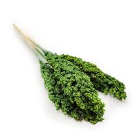 Milo sorgas - (Sorghum) - Žali 5vnt