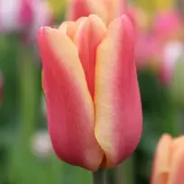 Tulpė ‘Apricot Foxx , 5 vnt.