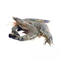 Atitirpintos Baltakojės blyškiosios krevetės,30/40, su galva, su kiautu, nevirtos, 1kg