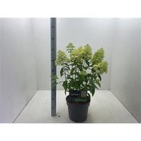 Lauko augalas šluotelinė hortenzija, Ø 27, 80 cm, lot. Hydrangea pan. Phanton