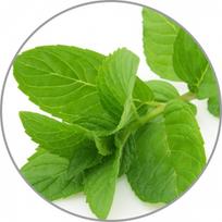 Medisana Aroma esencija Pipirmėtė
