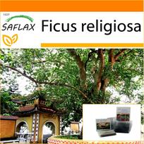 SAFLAX Sodas maiše - Peepul Tree / Sacred Fig - 100 sėklų - Su substratu tinkamame stovimame maišelyje - Ficus religiosa
