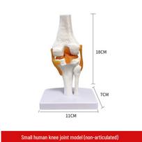 Žmogaus kelio sąnario funkcinis skeletinis modelis white
