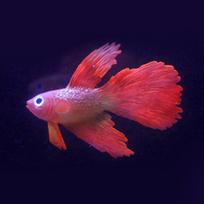 Šviečianti imitacija netikros auksinės žuvies medūzos papuošalai, silikoniniai cilindriniai rezervuarai No.1 red betta