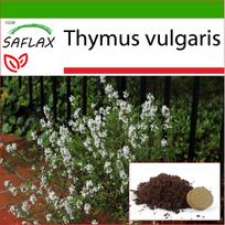 SAFLAX Paprastasis čiobrelis – 200 sėklų – Su vazoniniu substratu geresniam auginimui – Thymus vulgaris