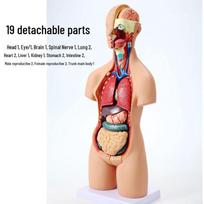 55CM Žmogaus liemens anatomijos modelis su 19 išimamų organų medicininiam mokymui - Abiejų lyčių beige