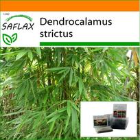 SAFLAX - Sodas maiše - Calcutta Bamboo - 50 sėklų - Su substratu tinkamame stovimame maišelyje - Dendrocalamus strictus