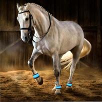Leg Strap For Horse 4 Pieces Animals Safety Gear Horse Leg Bands With LED Light For Grassland Stables Equestrian Night Riding China Mainland