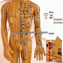 Ultra Clear Small Bronze Acupuncture Model: Human Body Meridian for Traditional Chinese Medicine Teaching 50 cm