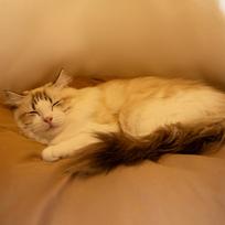 Cat Cave Soft Comfortable Teepee Tunnel Cat Nest For Indoor For Indoor Outdoor Winter Sleeping Outside Home Travel Bedroom China Mainland