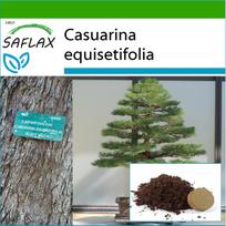 SAFLAX Bonsai – jūros geležies mediena – 200 sėklų – Su vazoniniu substratu geresniam auginimui – Casuarina equisetifolia