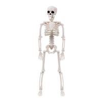 Helovino skeletas, natūralaus dydžio, Helovino dekoracija, pilno dydžio kabantis skeletas su judančiais sąnariais Helovino rekvizitams 1 gray