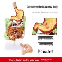 Human Digestive System Model: Stomach, Large Intestine, Cecum, Rectum, Duodenum. 25*14 cm