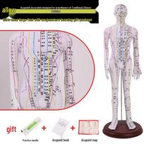 TCM Acupuncture & Meridian Human Body Practice Model balta spalva