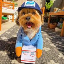 Pet Dog Halloween Costume Mail Carrier Costumes Outfit for Small Large Dogs Funny Cosplay Clothes Apparel Pet Cosplay Costume (Blue,S)