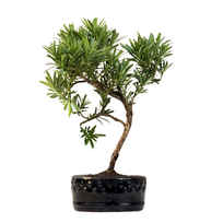 Podocarpus Bonsai P12