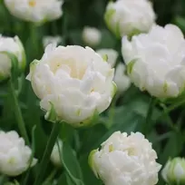 Tulpė 'Mount Tacoma' , 5 vnt.