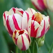 Tulpė 'Flaming Club', 15 vnt.