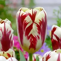 Tulpė ‘Grand Perfection’, 5 vnt.