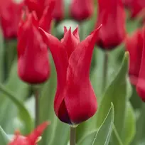 Tulpė ‘Pretty Woman’ , 5 vnt.