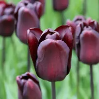 Tulpė ‘Continental’, 5 vnt.