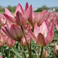 Botaninė tulpė 'Danique', 15 vnt.