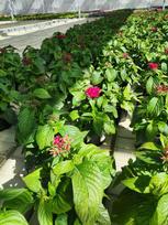 Vienmetė gėlė, pentas, vazonėlio skersmuo 11 cm.