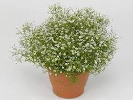 Lauko augalas, guboja, daugiametis Ø 10, lot. GYPSOPHILA muralis