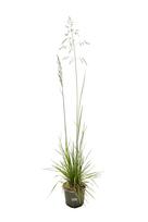 Lauko augalas šluotsmilgė, Ø 19, 40 cm, lot. Deschampsia