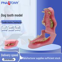 Canine Oral Teaching Model: Dog Teeth and Skeleton 10.5x7x5.7cm blue