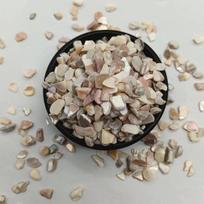 Decorative Shell Gravel & Fragments Aggregate for Flooring