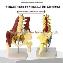 Human Lumbar Spine and Pelvic Model for Disc Herniation and Postpartum Muscle Repair