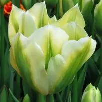 Tulpė ‘Spring Žalias’, 5 vnt.
