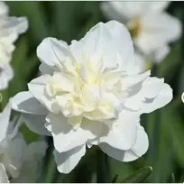 Narcizai 'Easter Born', 15 vnt.