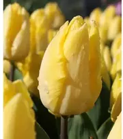 Tulpė 'Sunny Prince' , 5 vnt.