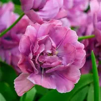 Tulpė ‘Rosy Diamond’ , 5 vnt.