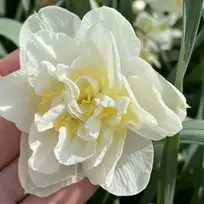 Narcizai 'Baltas Lion’, 5 vnt.