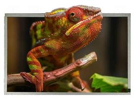 Display: TFT | 12.1" | 1280x800 | Illumin: LED | RGB | Interface: LVDS