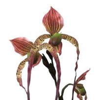 Yousheng Dirbtinė Gėlė Paphiopedilum Realistiški Šilkiniai Plastikiniai Žiedlapiai Lankstūs Stiebai Ilgalaikiai Nereikia Laistyti Netikra Orchidėja Namams