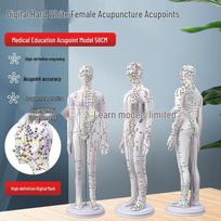 High-Definition Full Body Acupuncture Model with Engraved Meridians and Acupoints - Realistic Human Form 60 cm
