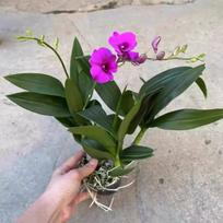 Kvapus rašalo dėmių Dendrobium orchidėjos hidroponinis vazonas
