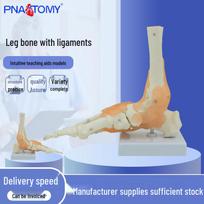 1:1 Anatomical Foot Skeleton Model with Ankle Joint, Tibia, and Fibula 23*18*9cm