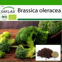 SAFLAX – Ekologiški – Brokoliai – Calabrese – 100 sėklų – Su vazoniniu substratu geresniam auginimui – Brassica oleracea