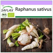 SAFLAX Ekologiškas – Ridikėlis – Ilgas baltas varveklis – 100 sėklų – Raphanus sativus